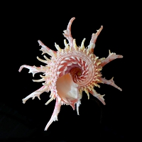 Angaria vicdani 5-2016 9419-